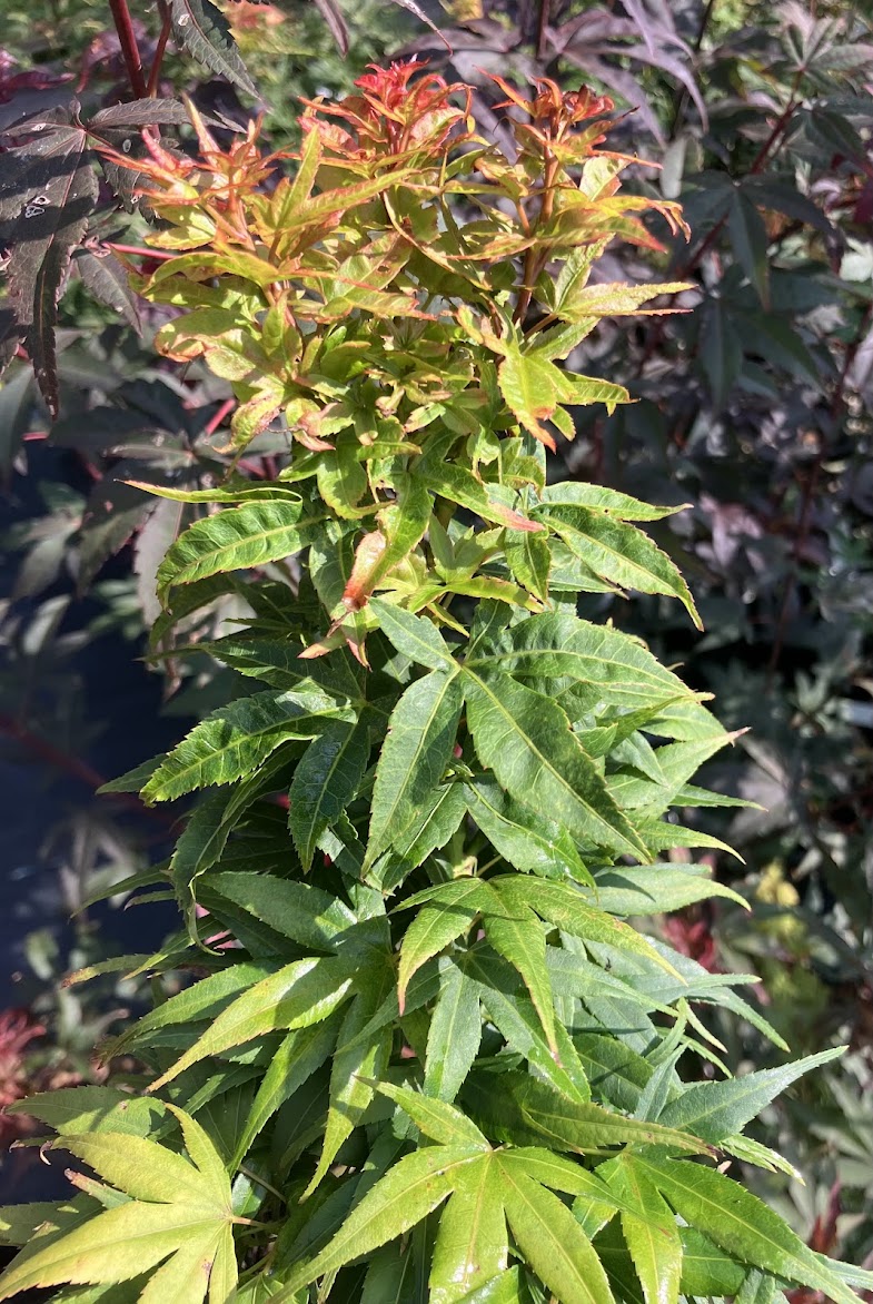 Acer palmatum 'Mystic Mikawa'