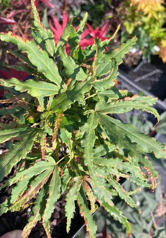 Acer palmatum 'Lily Pad'