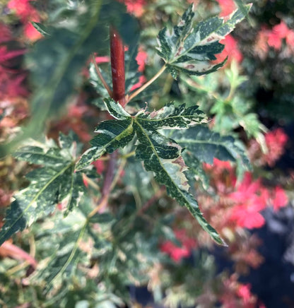 Acer palmatum 'Ryugu'