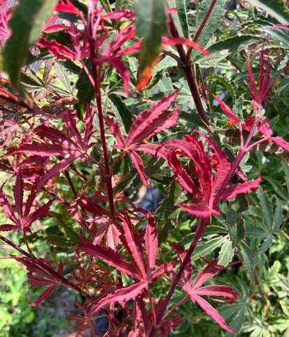 Acer palmatum 'Shirazz'