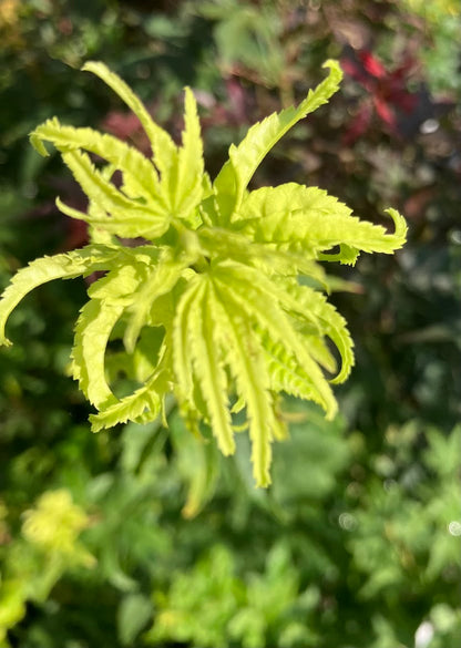 Acer palmatum 'Shadiva Gold'