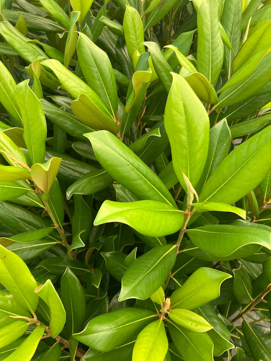 Magnolia grandiflora 'Carolina Compact'