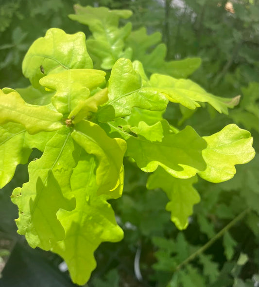 Quercus robur 'Concordia'