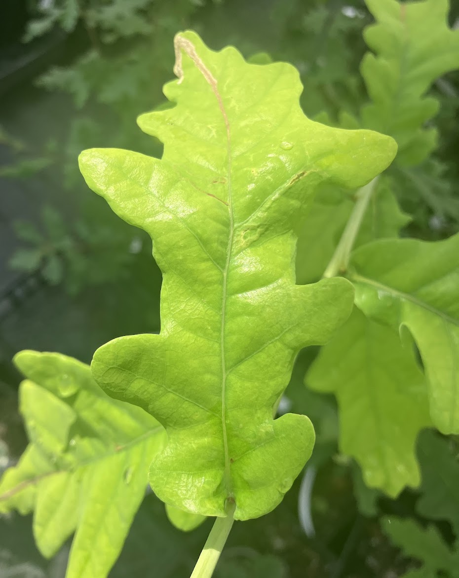 Quercus robur 'Concordia'