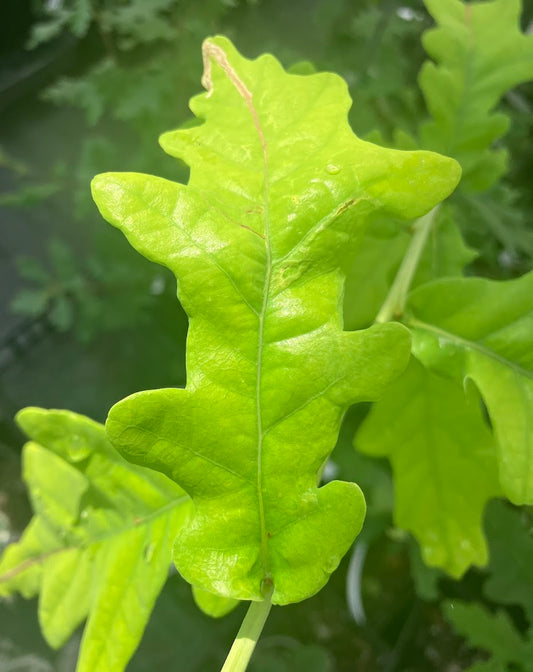 Quercus robur 'Concordia'