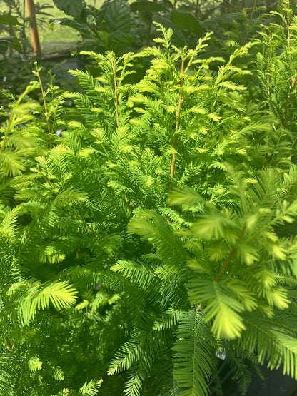 Taxodium distichum 'Skyward'