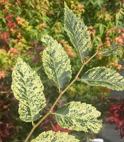 Zelkova serrata 'Goshiki'