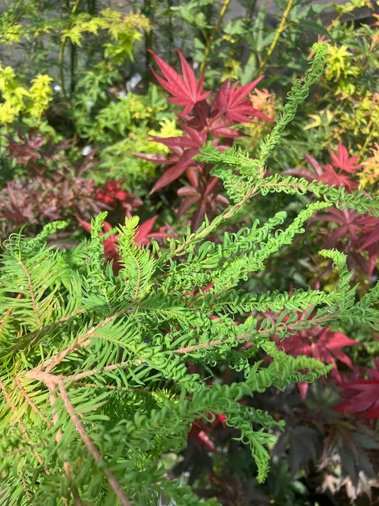 Taxodium distichum 'Gee Wizz' RARE