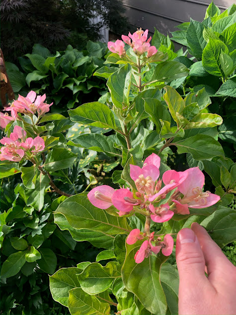 Pinckneya bracteata 'Adora' RARE EXCLUSIVE NEW RELEASE