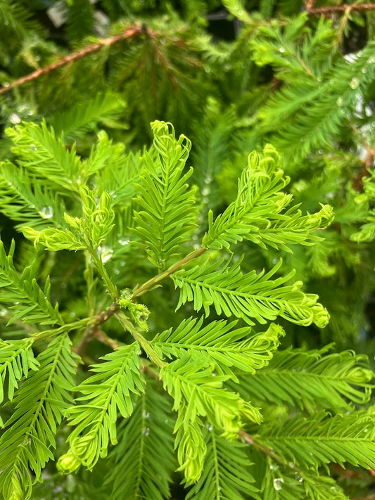 Taxodium distichum  'Hurley Park'