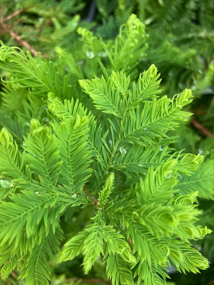 Taxodium distichum  'Hurley Park'