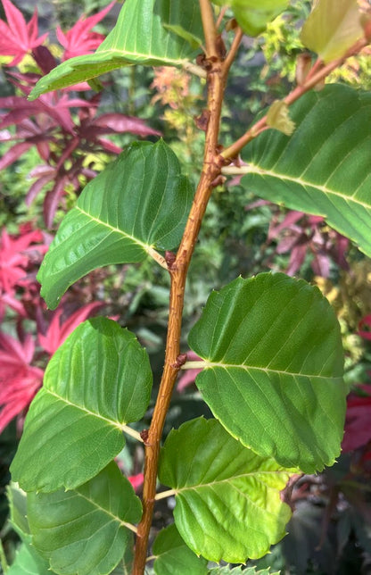 Zelkova serrata 'Ogon'