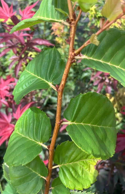 Zelkova serrata 'Ogon'