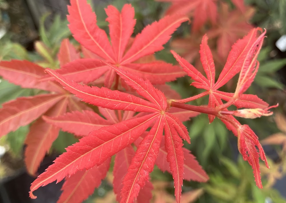 Acer sieboldianum 'Fire Flame'