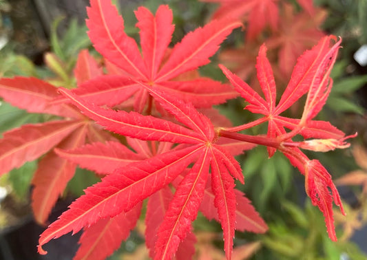Acer sieboldianum 'Fire Flame'