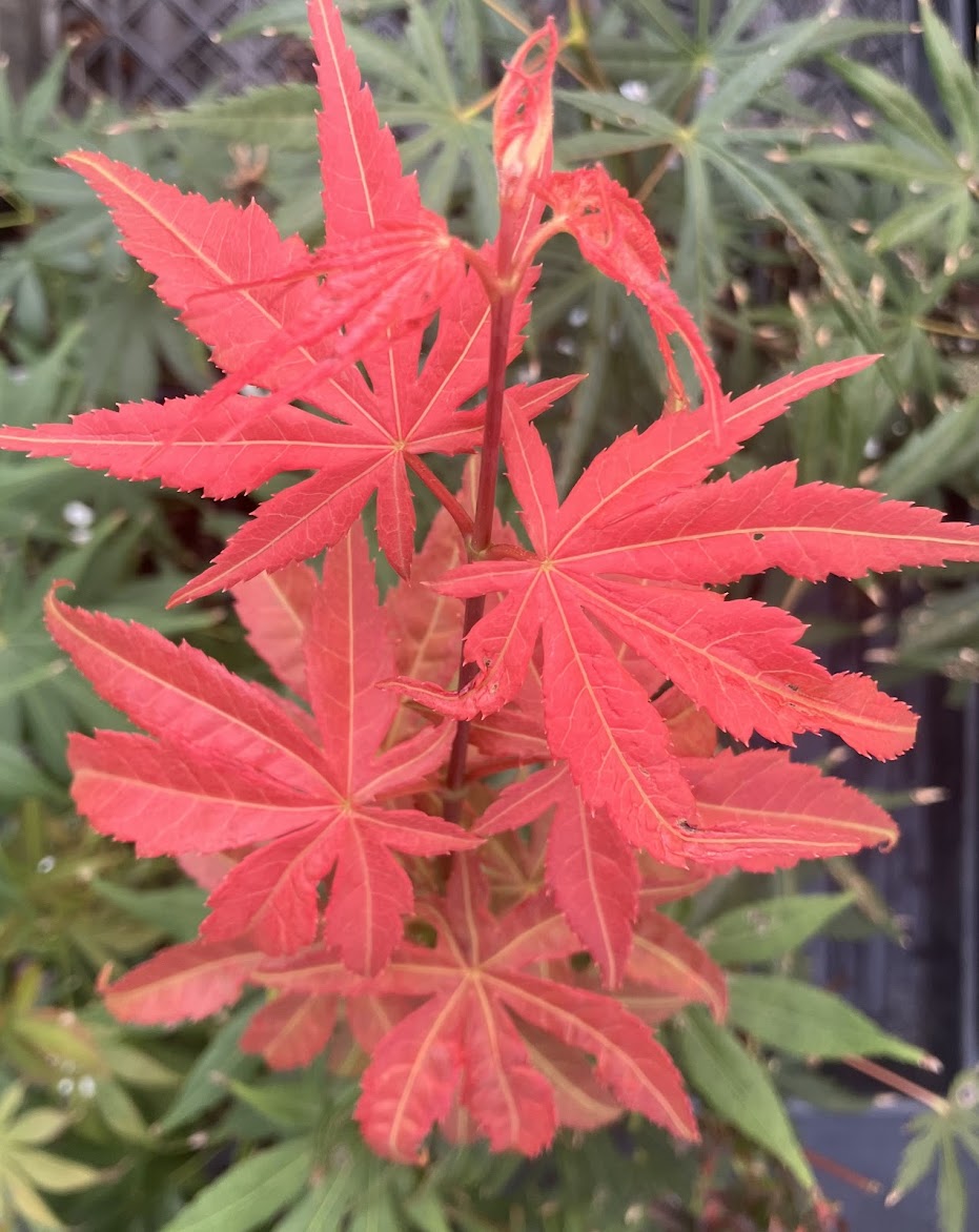 Acer sieboldianum 'Fire Flame'
