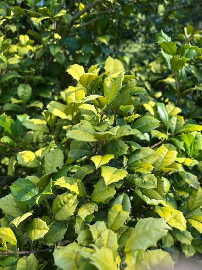 Ilex opaca 'Golden Knight'
