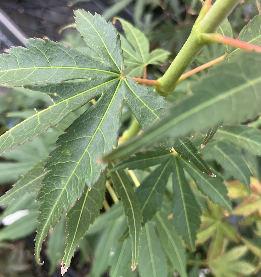 Acer sieboldianum 'Fire Flame'