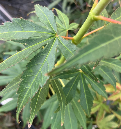 Acer sieboldianum 'Fire Flame'