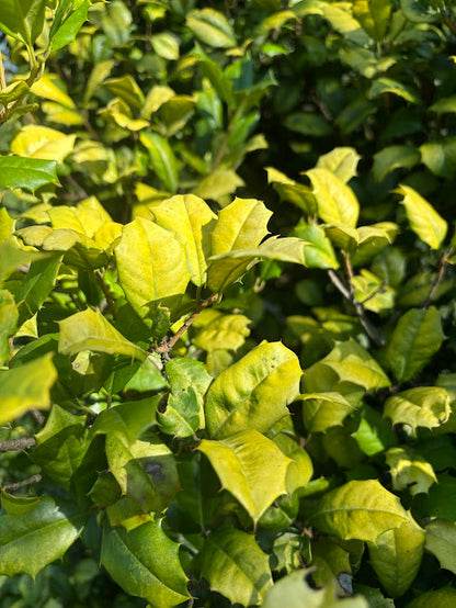 Ilex opaca 'Golden Knight'