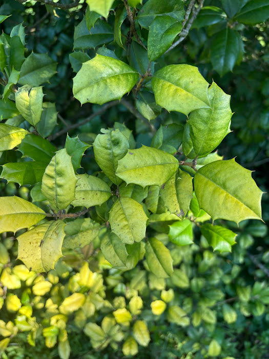 Ilex opaca 'Golden Knight'