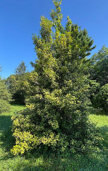 Ilex opaca 'Golden Knight'