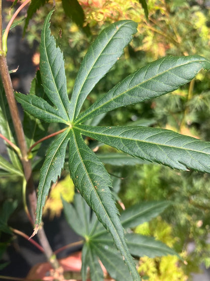 Acer shirasawanum 'Purple Umbrella'