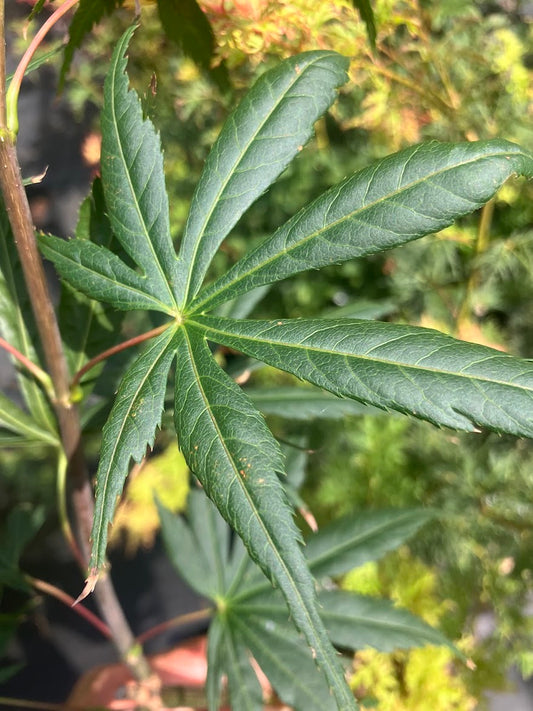 Acer shirasawanum 'Purple Umbrella'