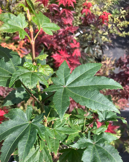 Acer robustum