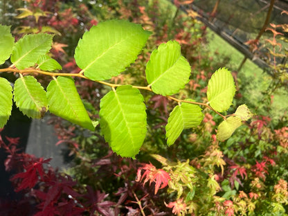 Zelkova serrata 'Bright Park'