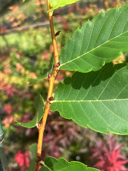 Zelkova serrata 'Bright Park'
