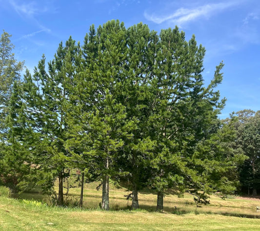 Taxodium distichum 'Peve Minaret'