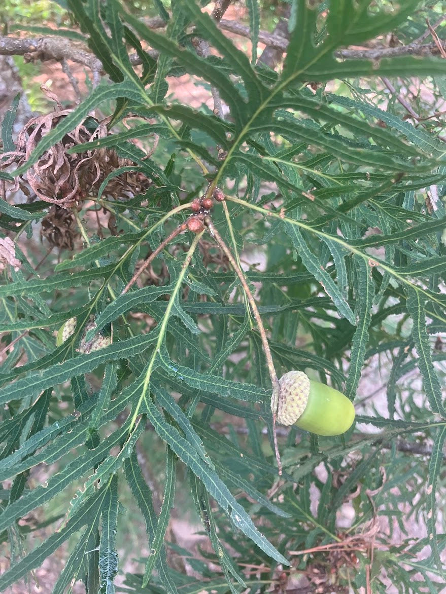 Quercus robur 'Pectinata'