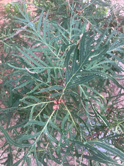 Quercus robur 'Pectinata'