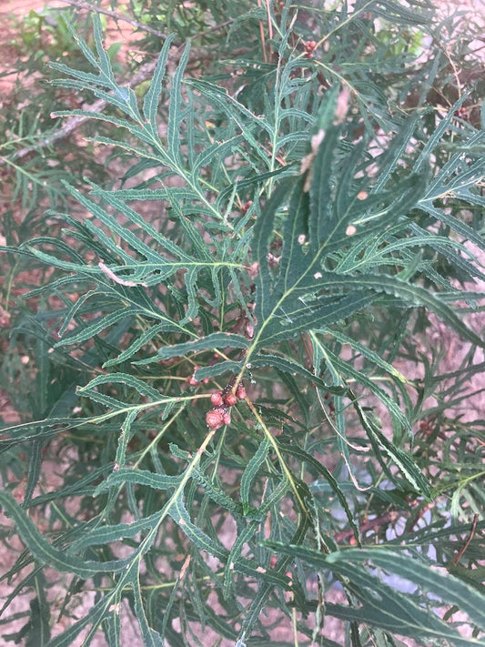 Quercus robur 'Pectinata'