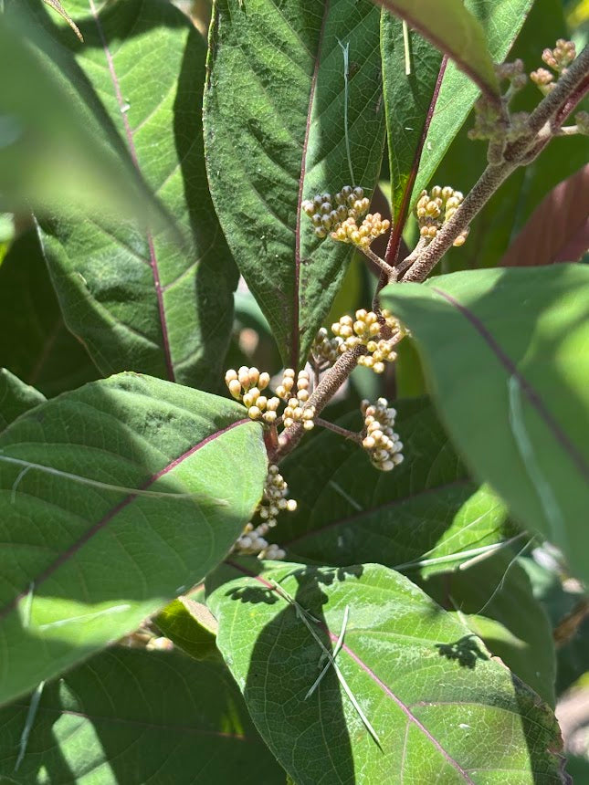 Callicarpa 'Kwangtungensis'