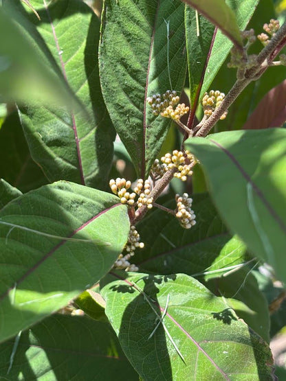 Callicarpa 'Kwangtungensis'