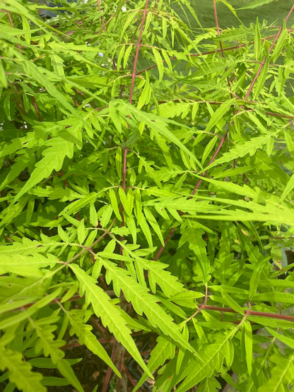 Rhus typhina 'Bailtiger'