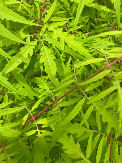 Rhus typhina 'Bailtiger'