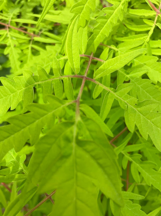 Rhus typhina 'Bailtiger'
