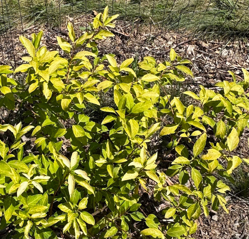 Forsythia x intermedia 'Rebel'
