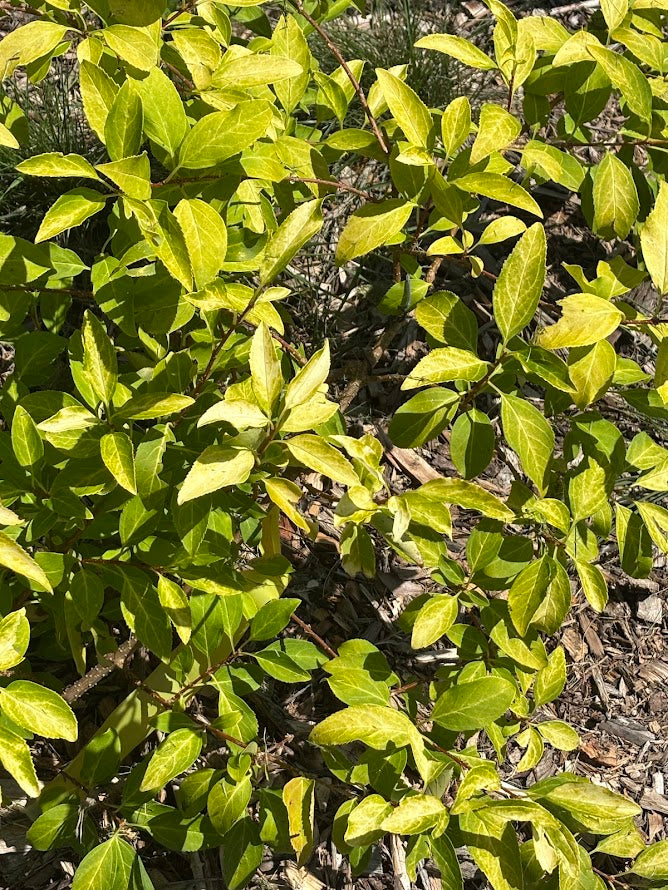 Forsythia x intermedia 'Rebel'