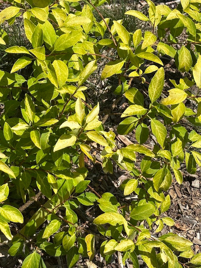 Forsythia x intermedia 'Rebel'