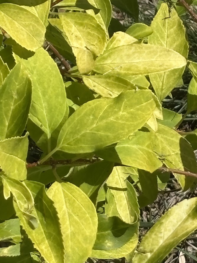 Forsythia x intermedia 'Rebel'