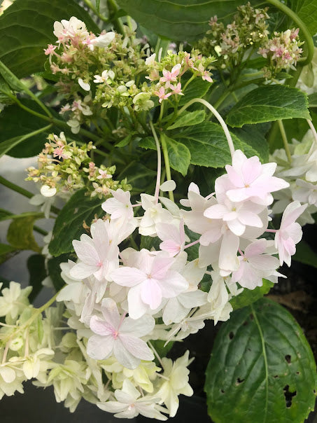 Products – Page 13 – Garden Treasures Nursery