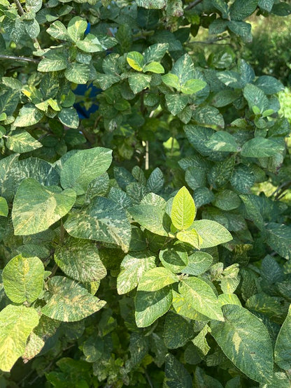 Viburnum lantana 'Variegatum'