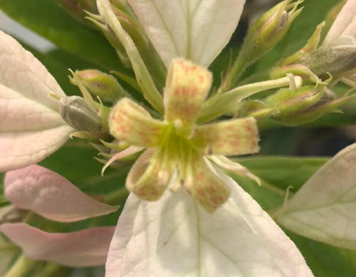 Pinckneya bracteata 'Precocious'