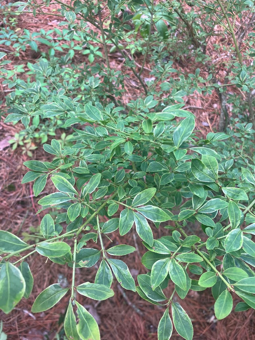Euonymus alatus "Yellow Margined"  EXTREMELY RARE!