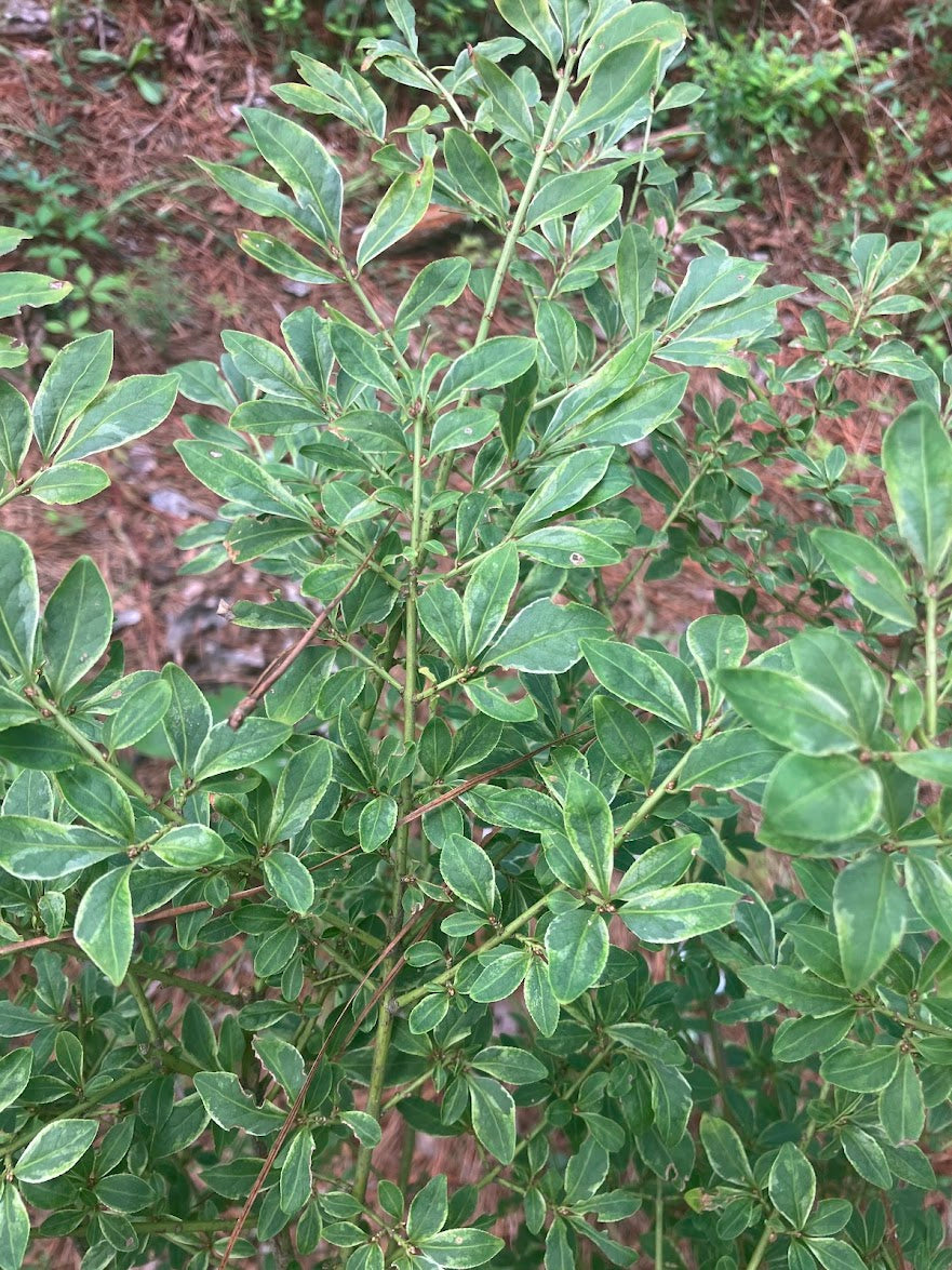 Euonymus alatus "Yellow Margined"  EXTREMELY RARE!