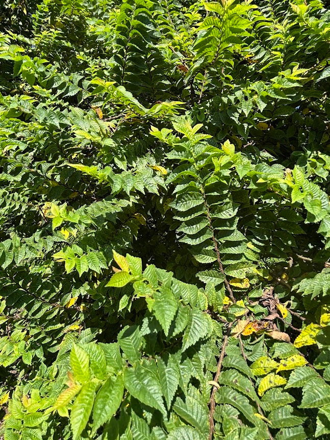 Ulmus x hollandica 'Jacqueline Hillier'